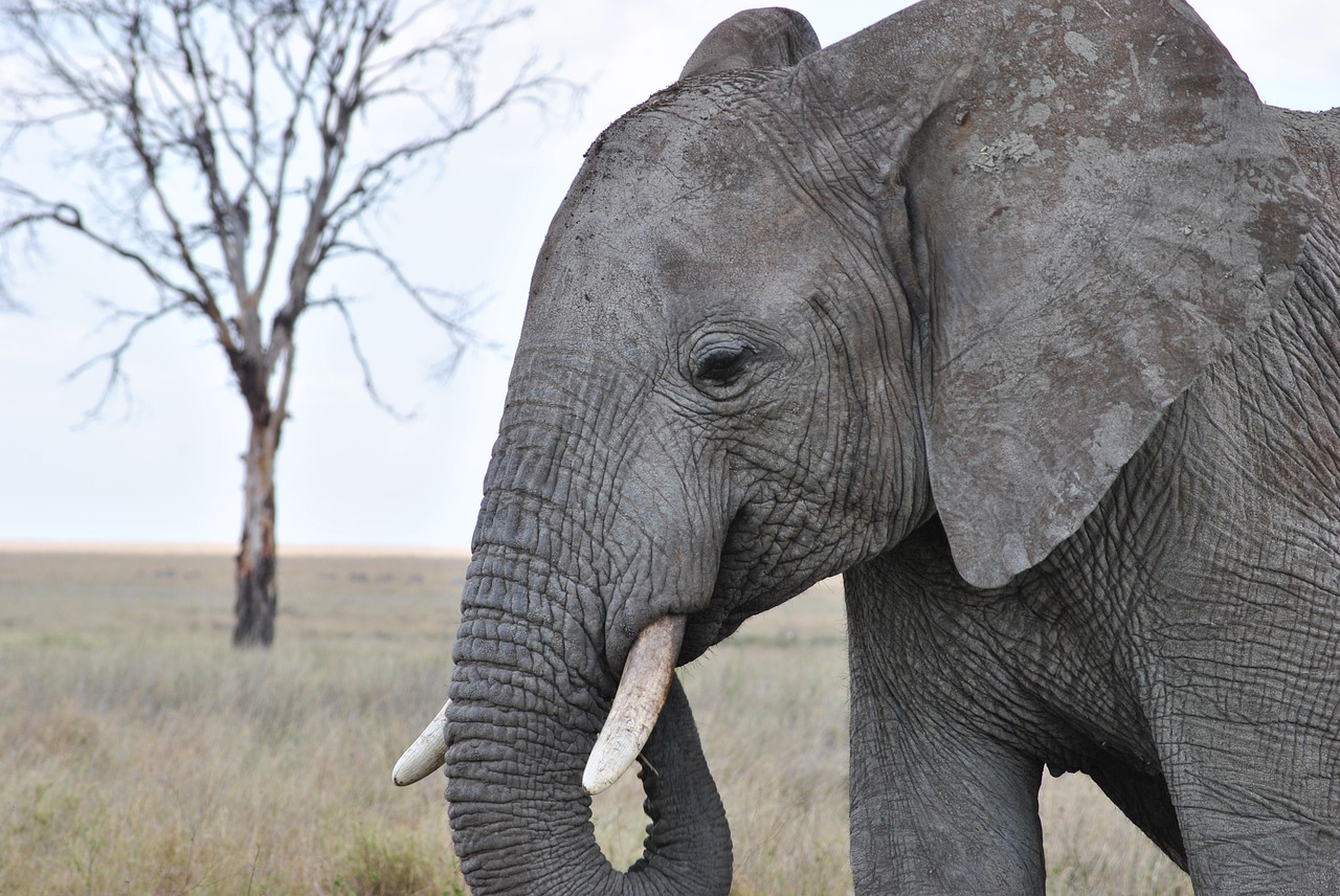 africa tanzania national park free photo