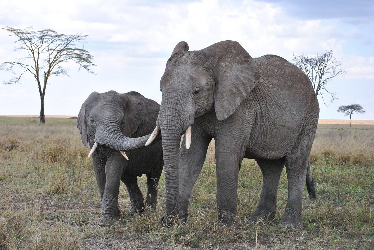 africa tanzania national park free photo