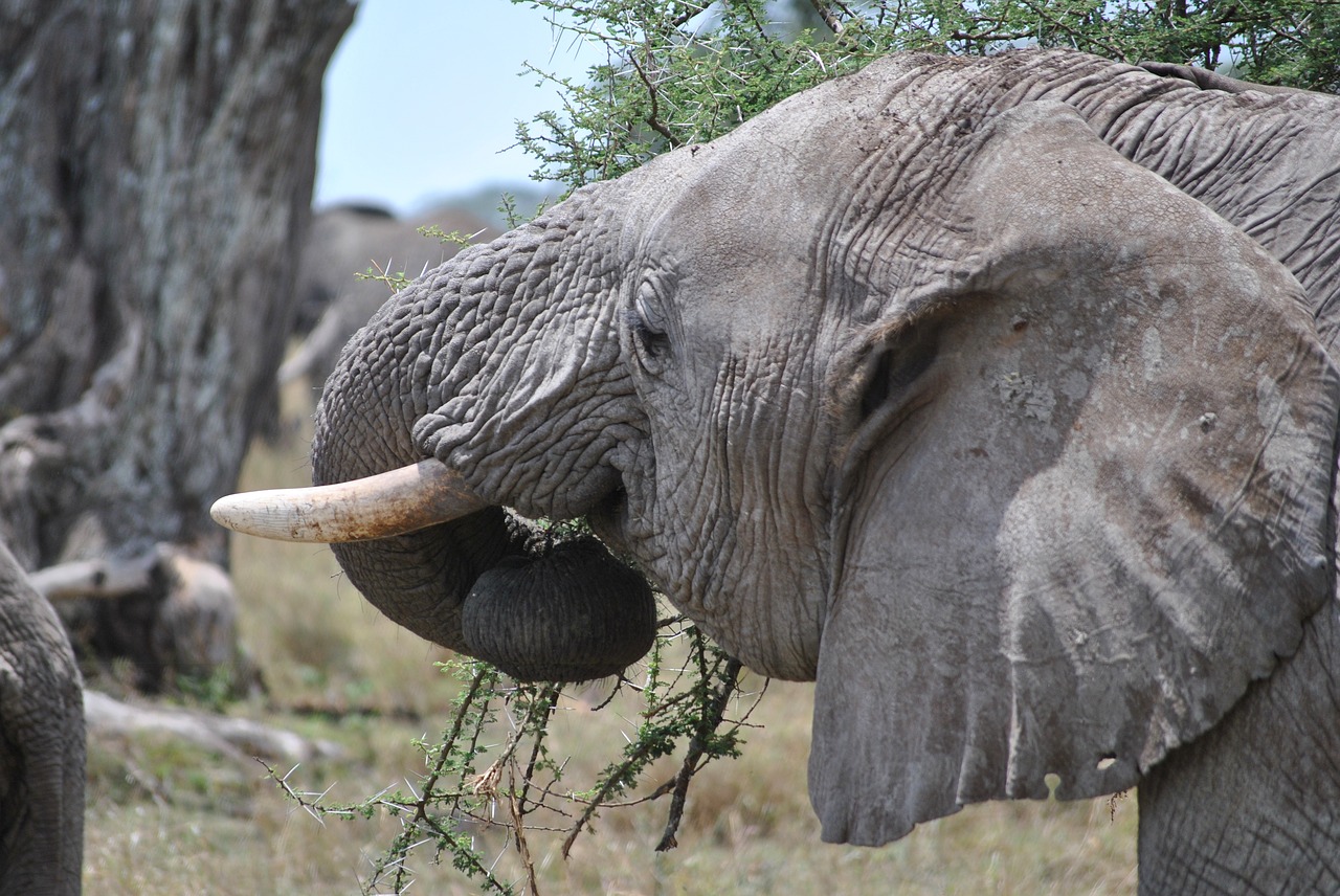 africa tanzania national park free photo