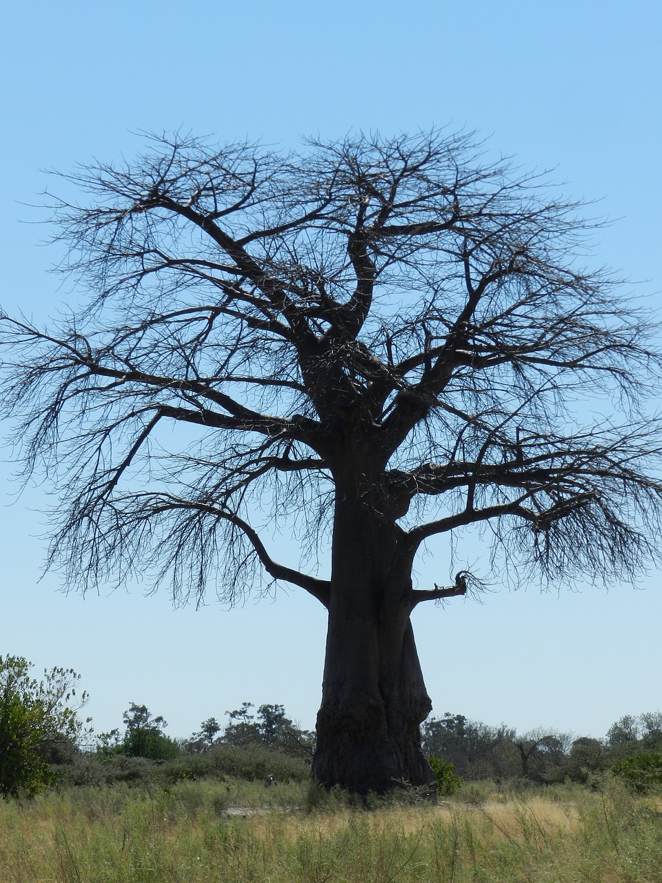 africa baobab savannah free photo