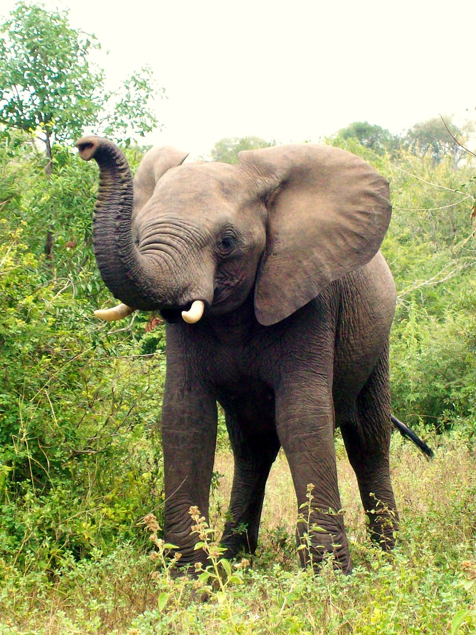 africa south africa elephant free photo