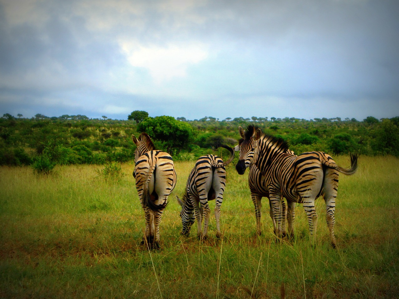 africa south africa zebras free photo