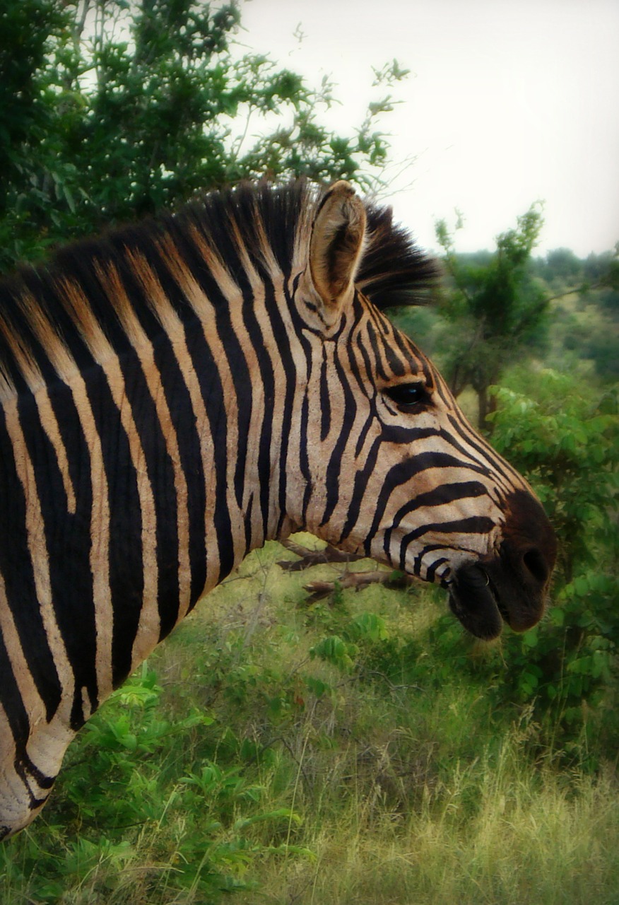 africa south africa zebra free photo
