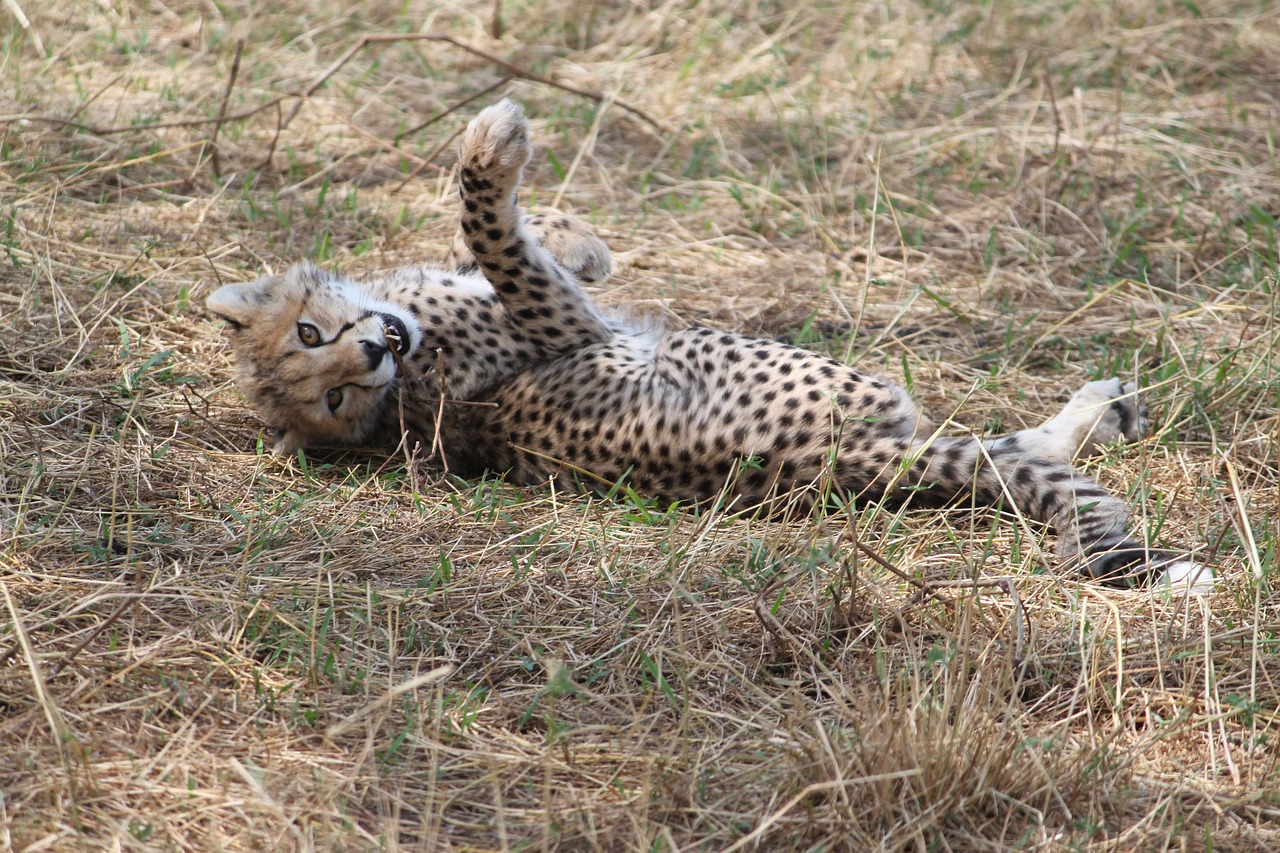 africa safari tanzania free photo