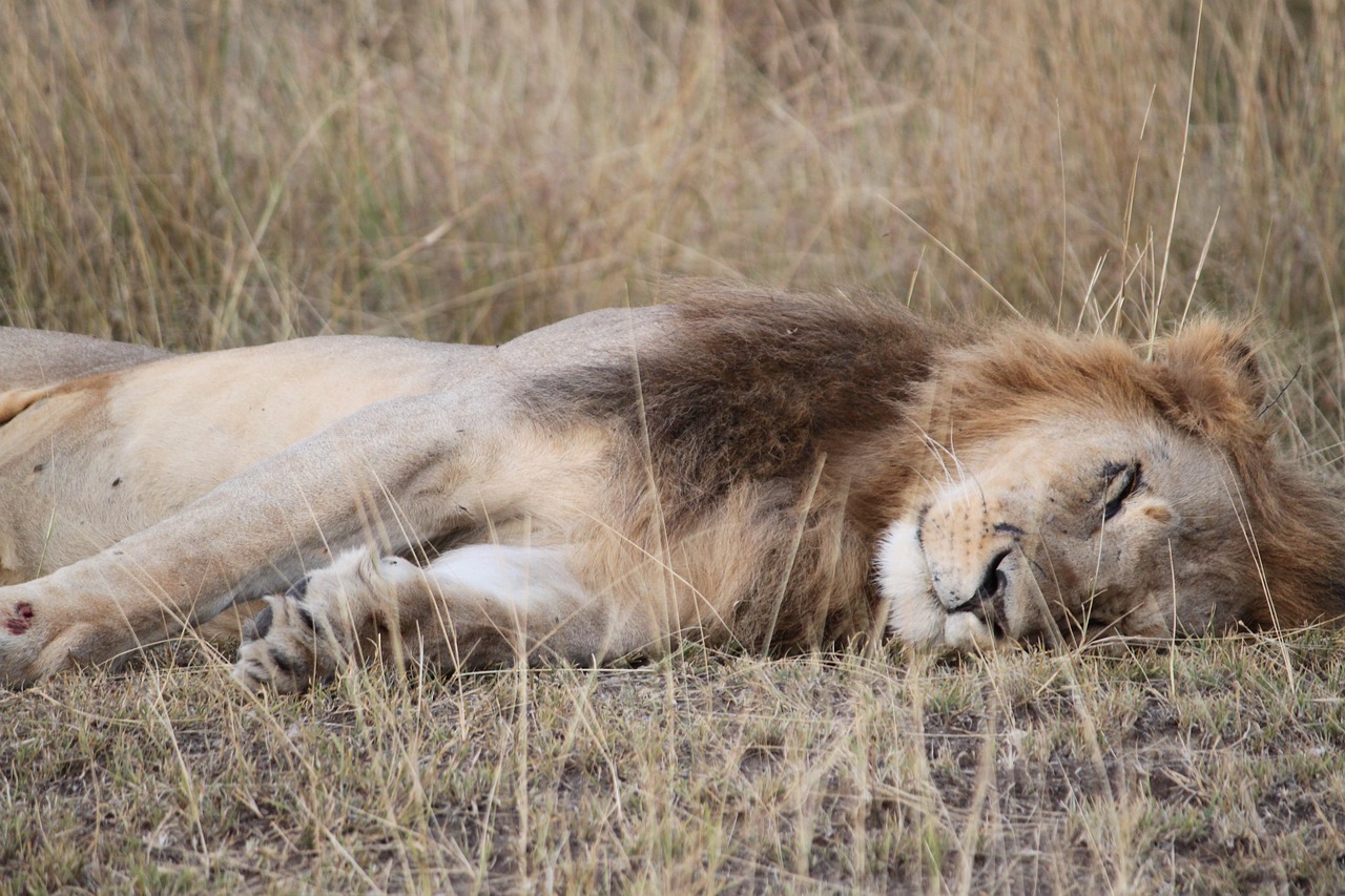 africa safari tanzania free photo