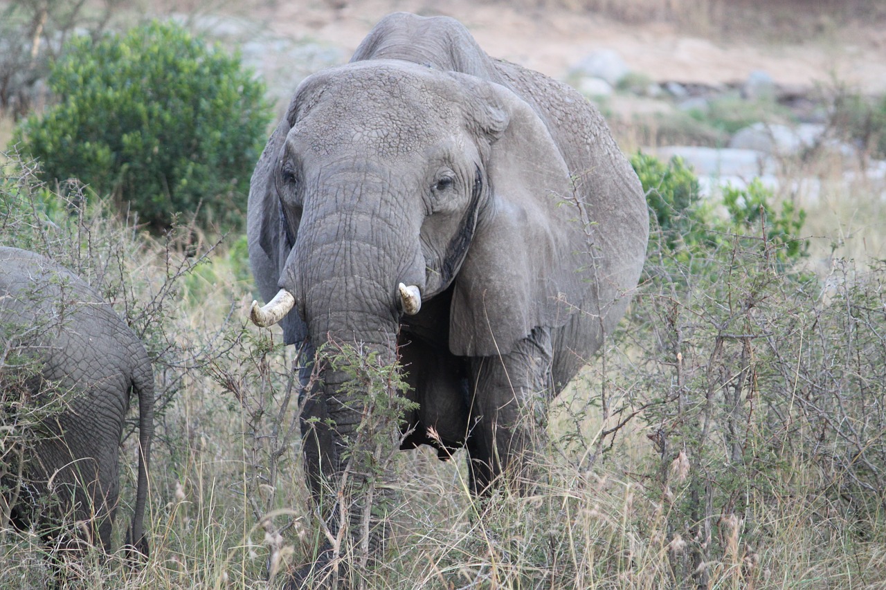 africa safari tanzania free photo