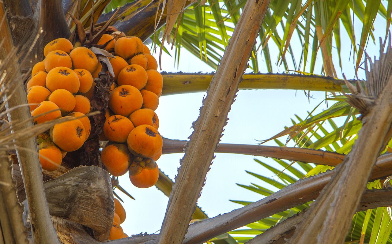 africa nigeria fruits free photo