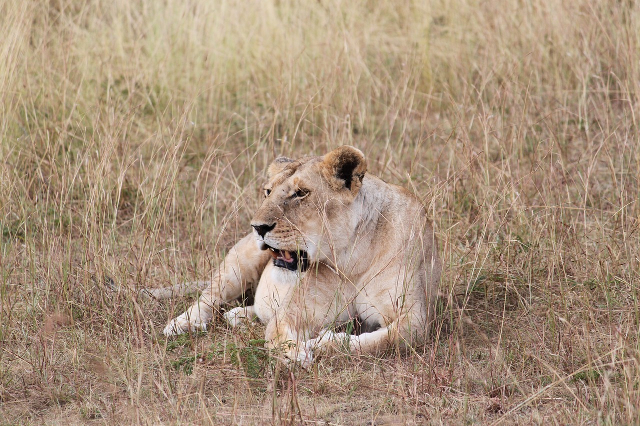 africa lioness safari free photo