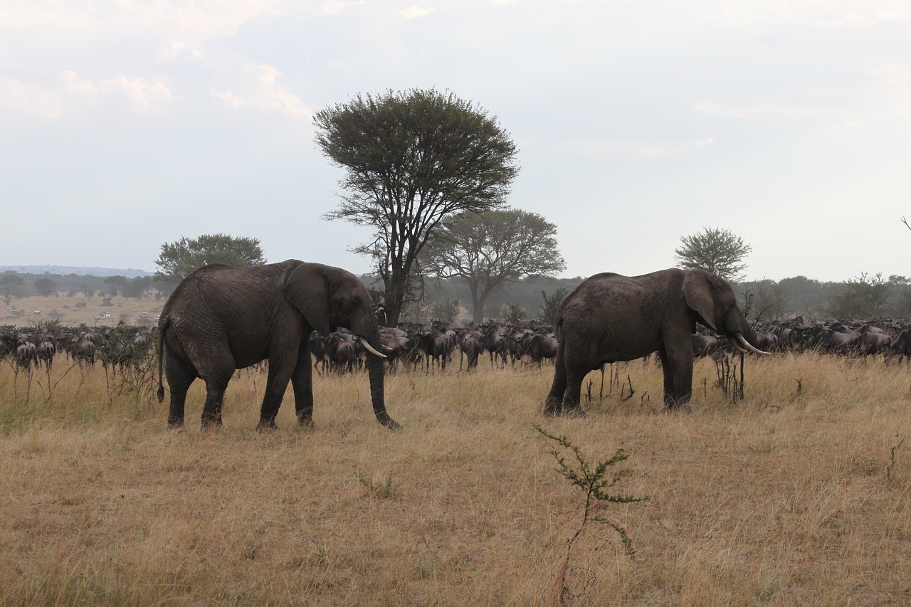 africa safari wildlife free photo