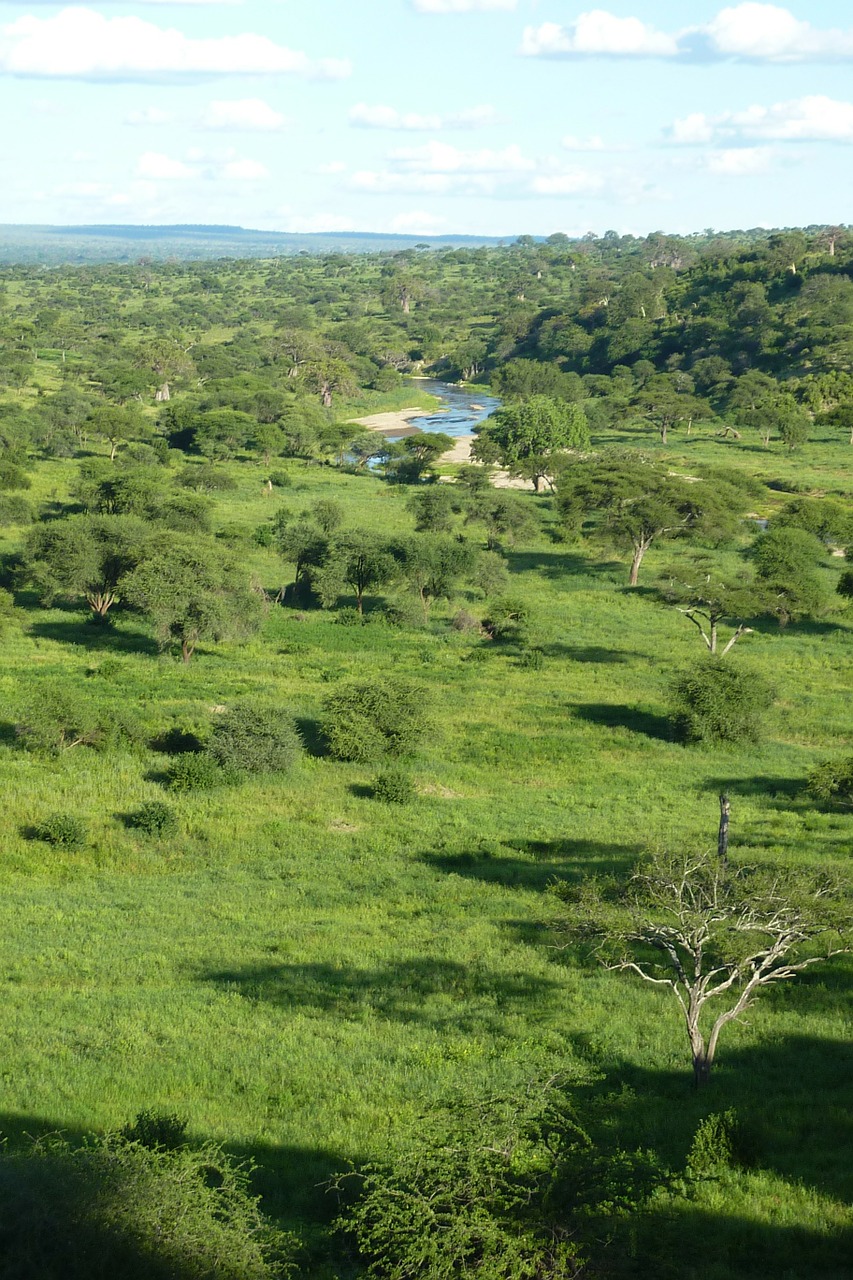 africa tanzania national park free photo