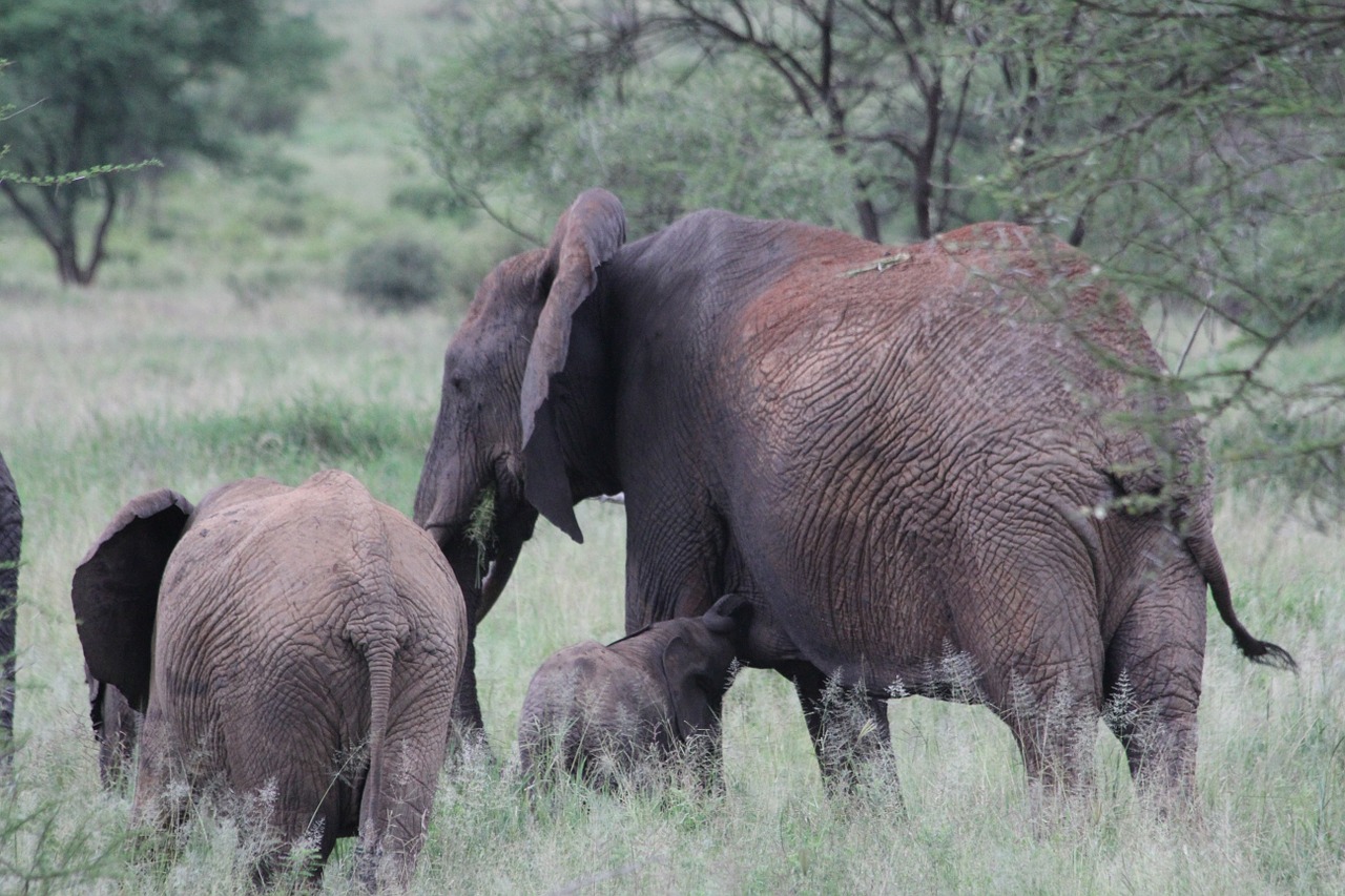 africa tanzania tarangire free photo