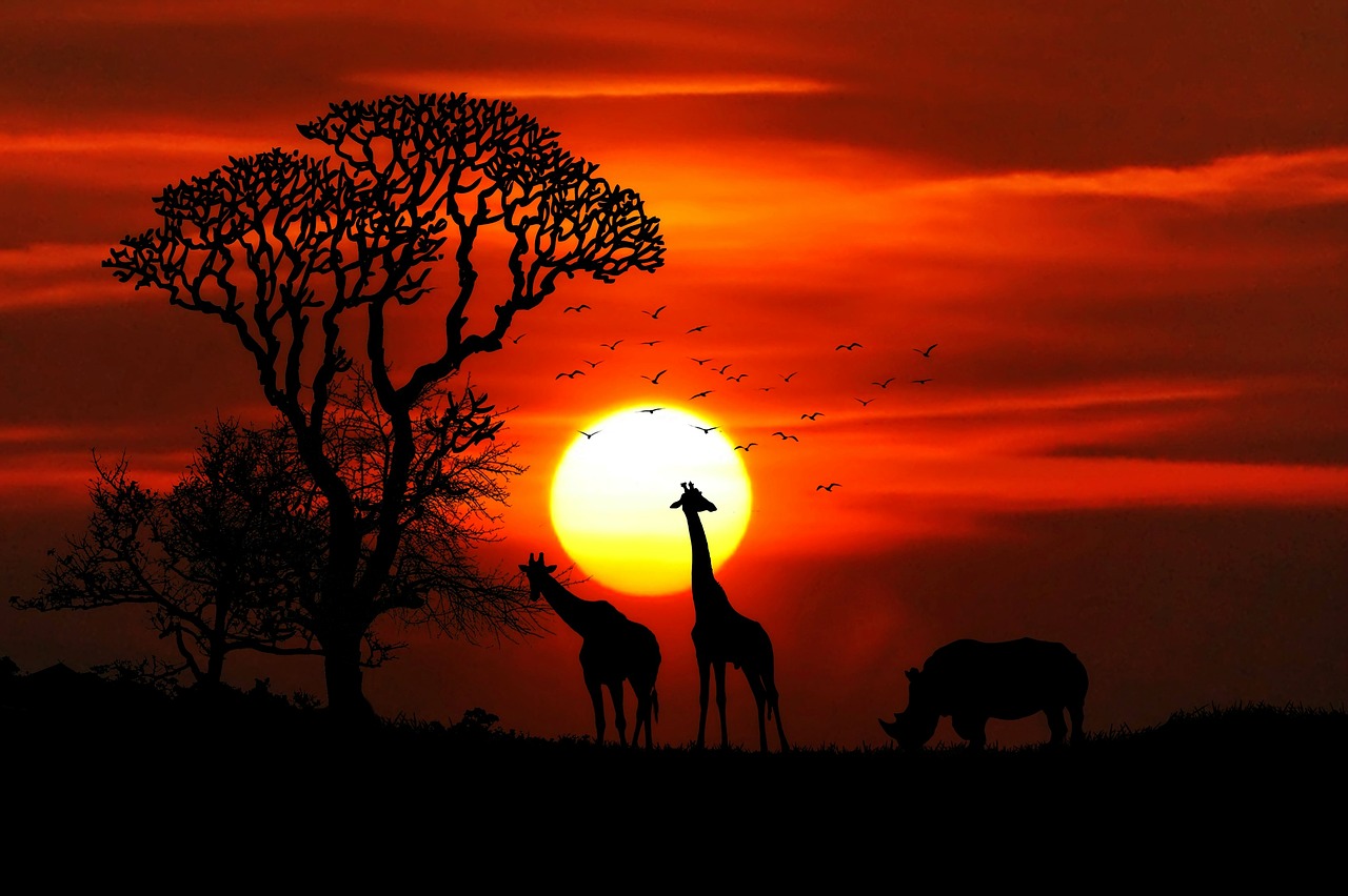 africa animals safari free photo