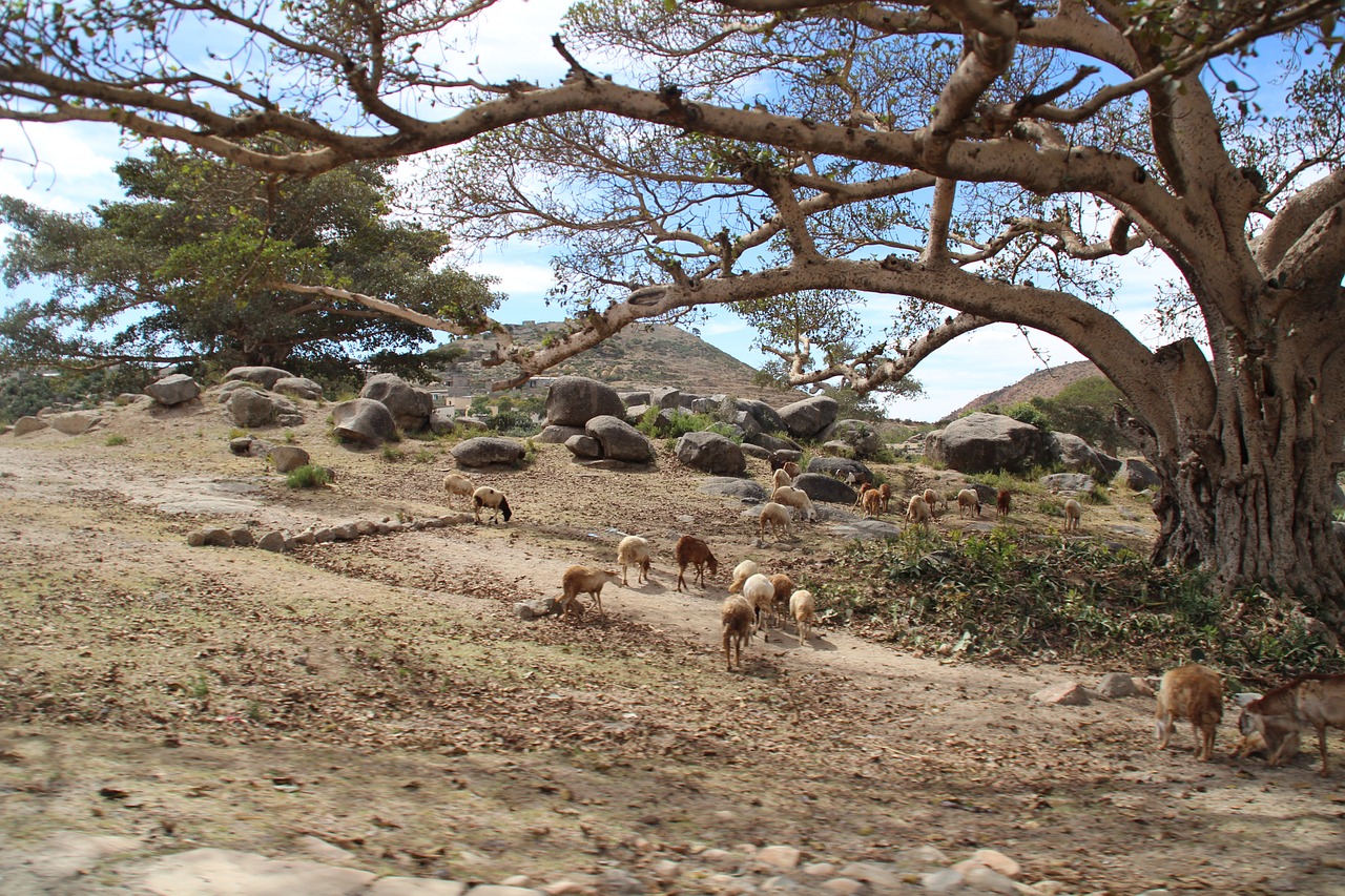 africa eritrea african landscape free photo