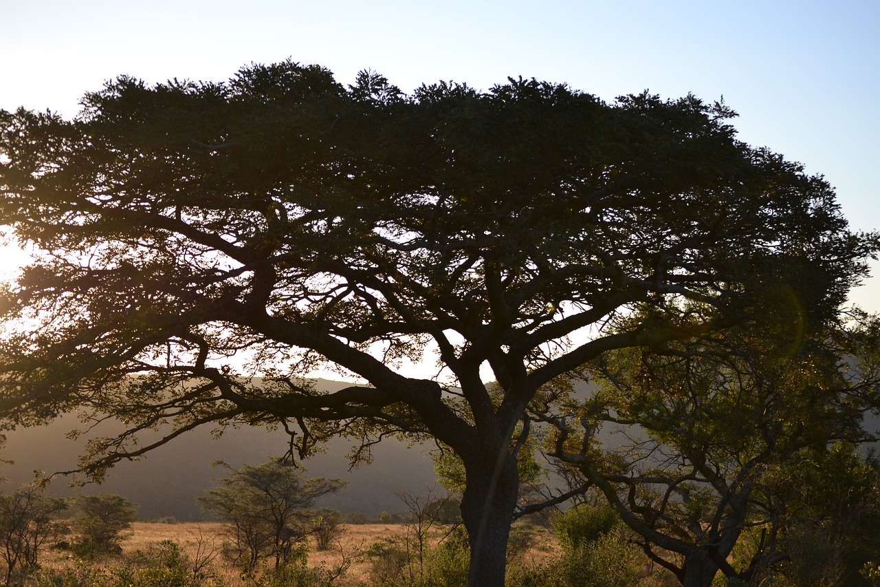 africa tree savannah free photo