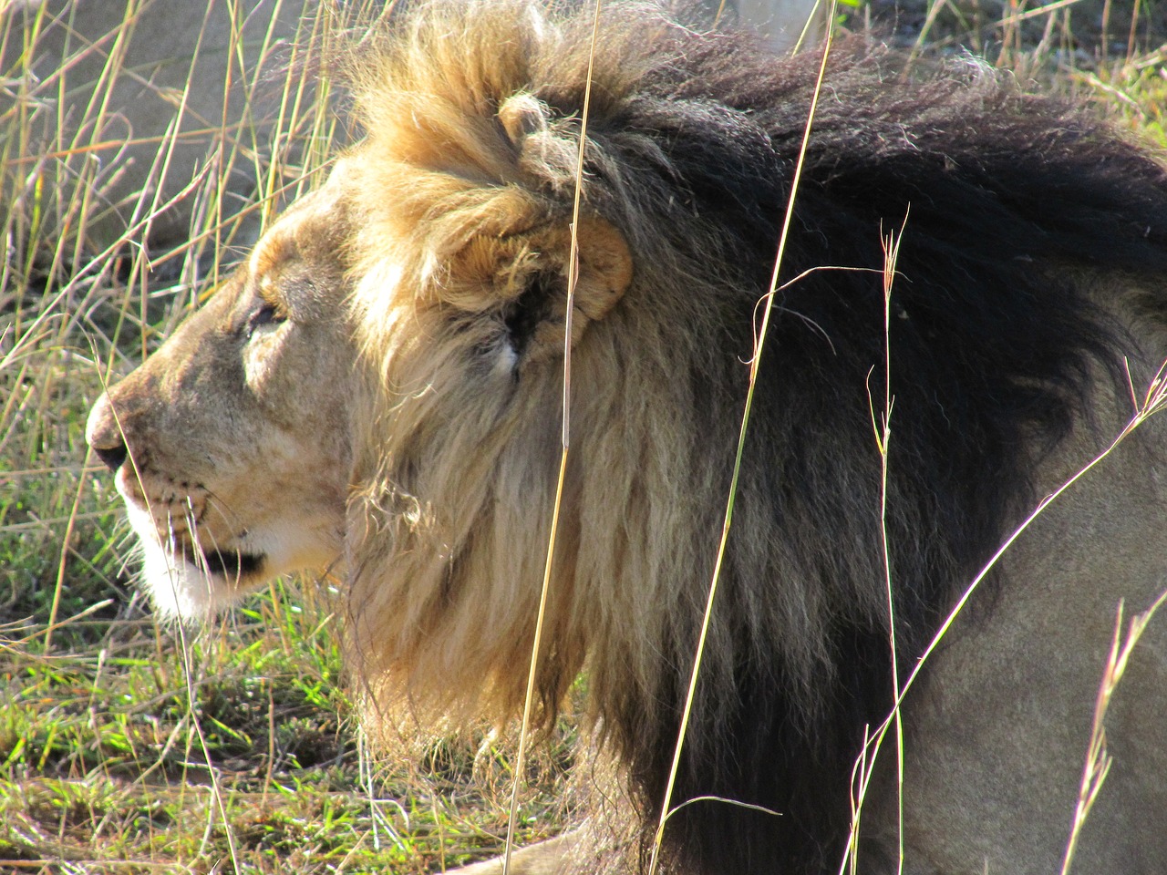 africa lion savannah free photo