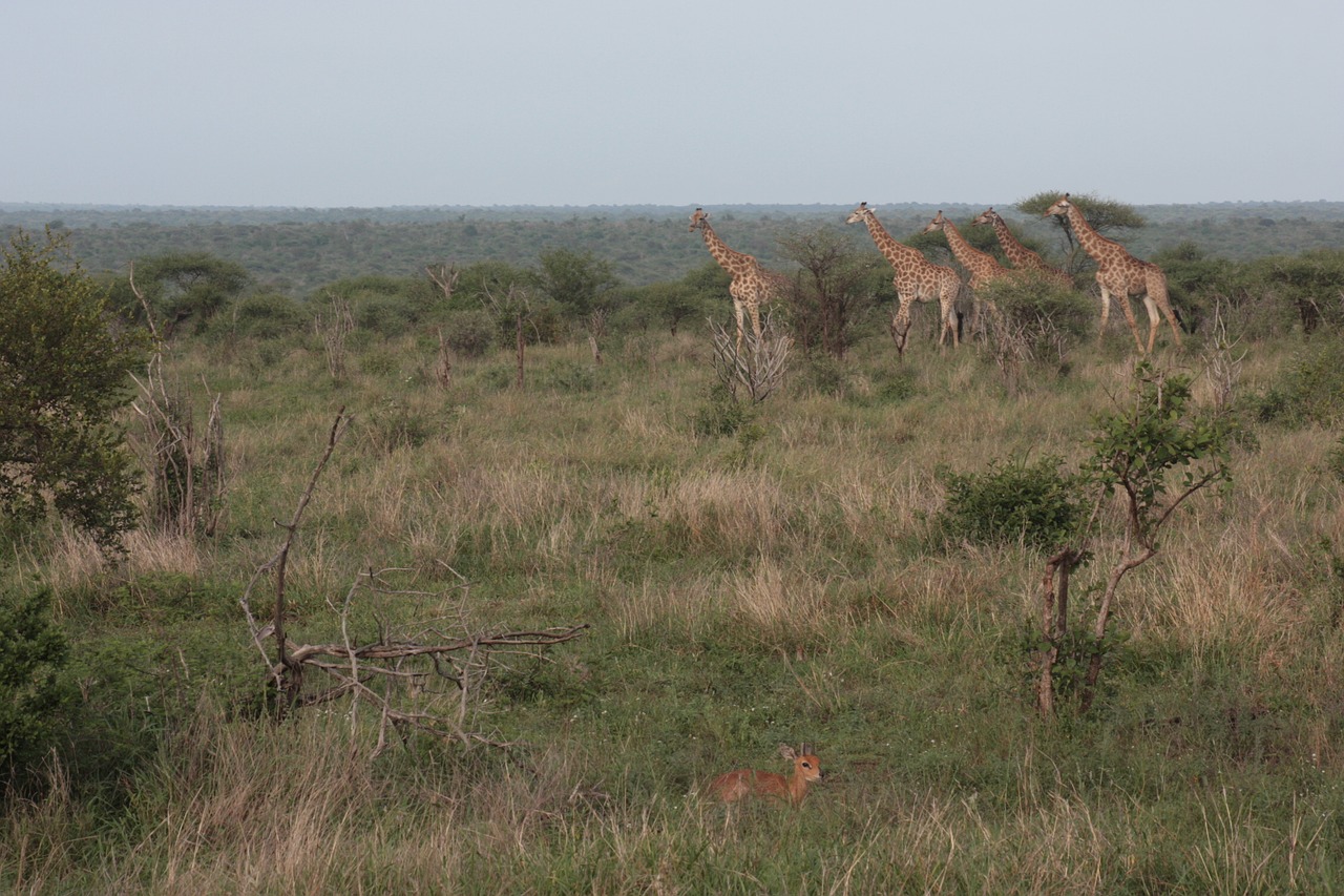 africa safari wildlife free photo