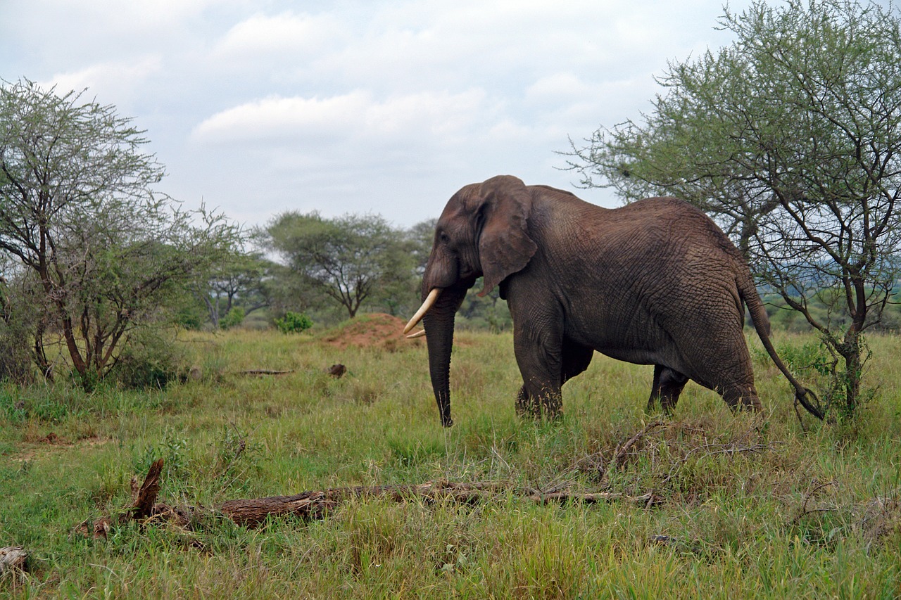 africa tanzania elephant free photo