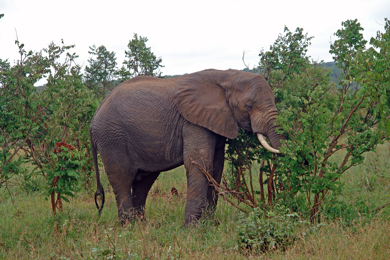 africa tanzania elephant free photo