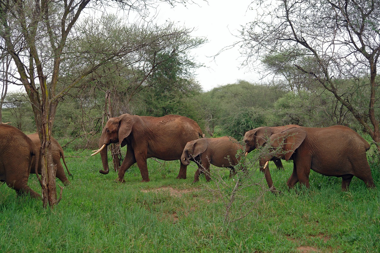 africa tanzania elephant free photo