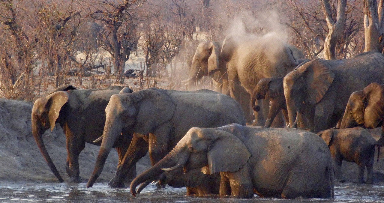 africa elephants wildlife free photo