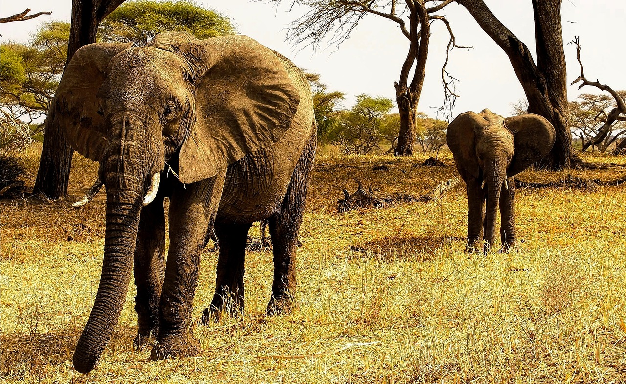 africa tanzania elephants free photo