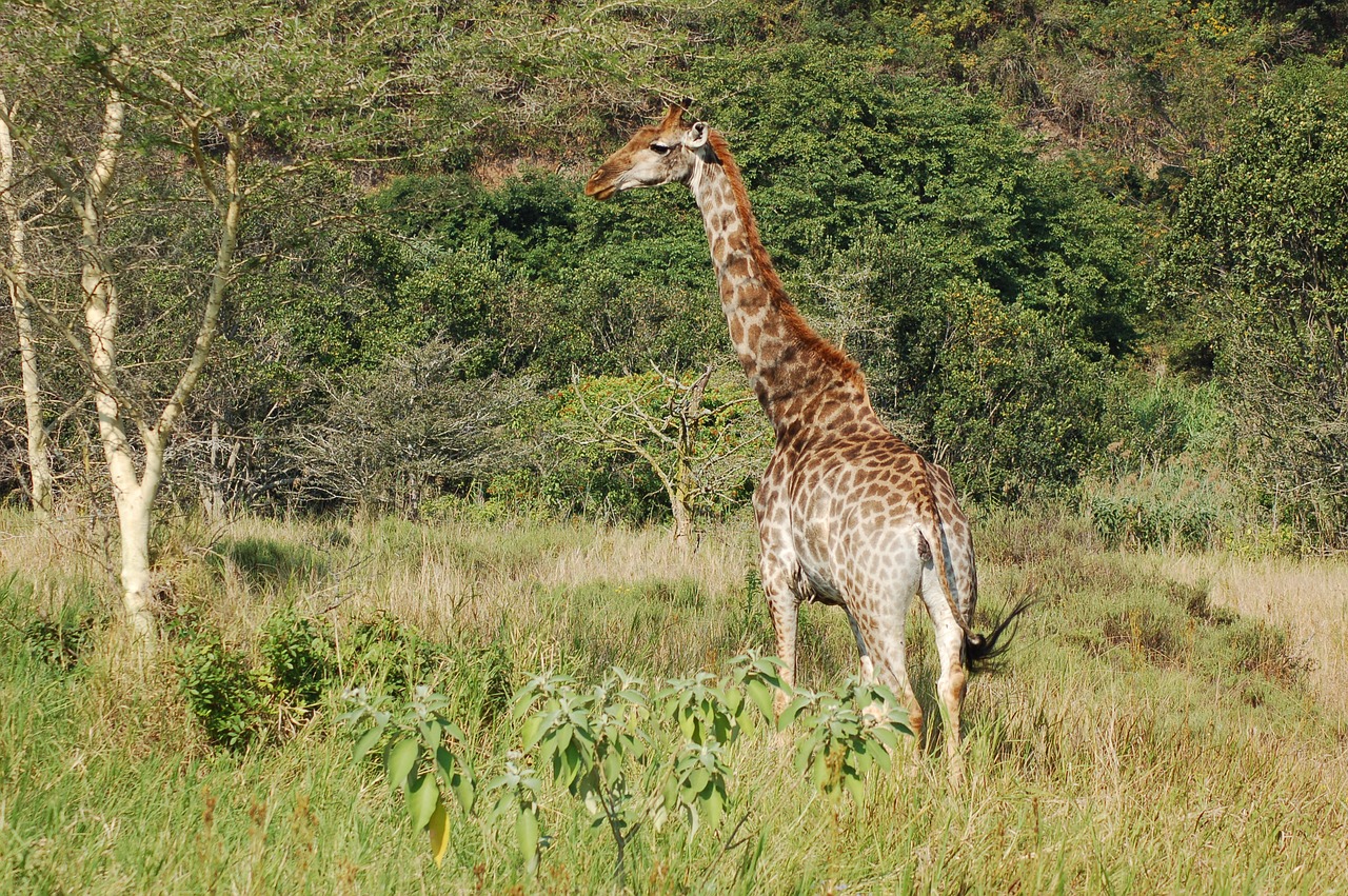 africa animals giraffe free photo