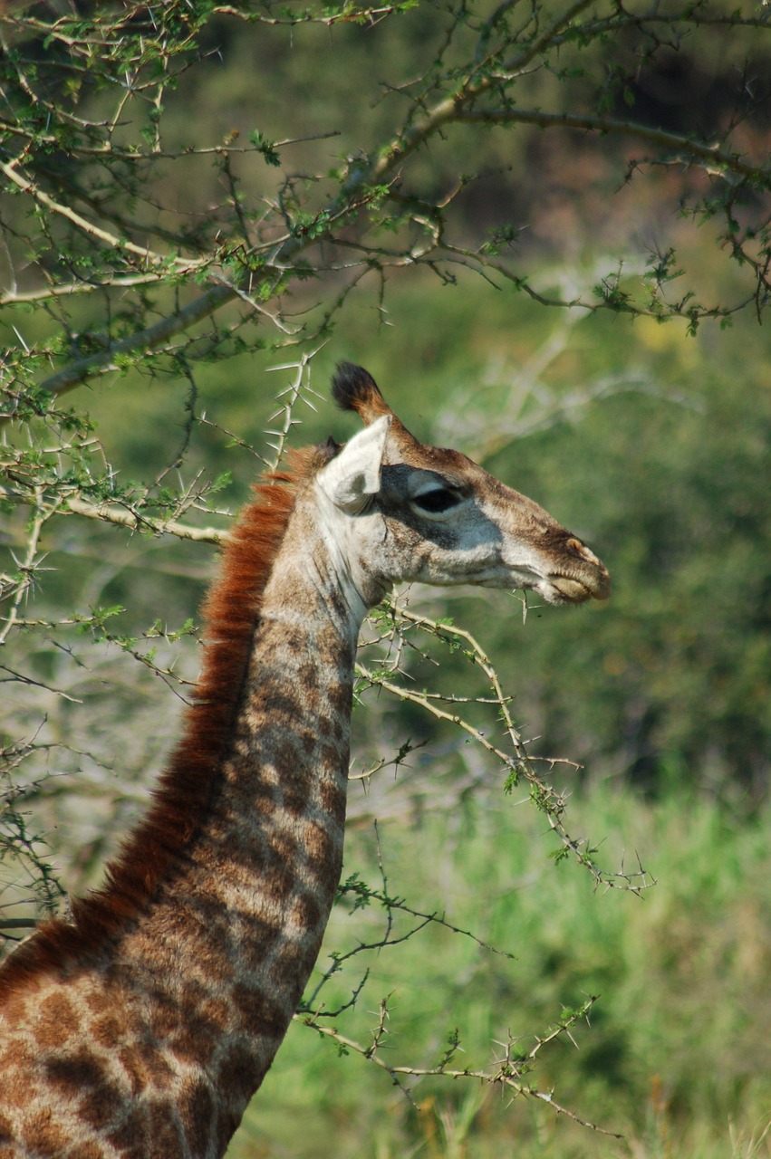 africa animals giraffe free photo