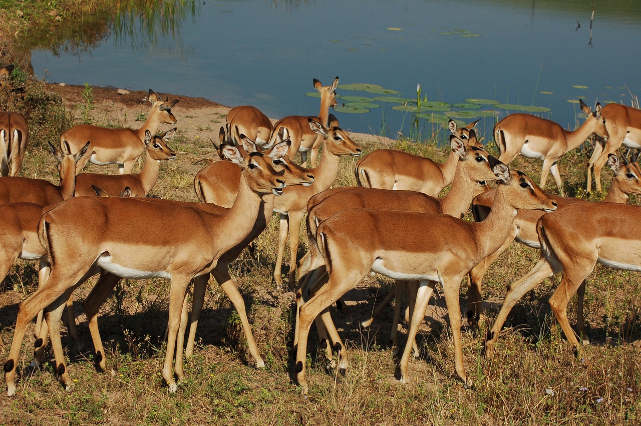 africa animals impala free photo