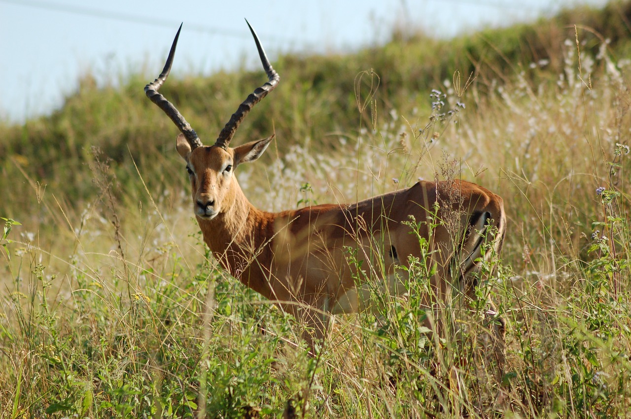africa animals impala free photo