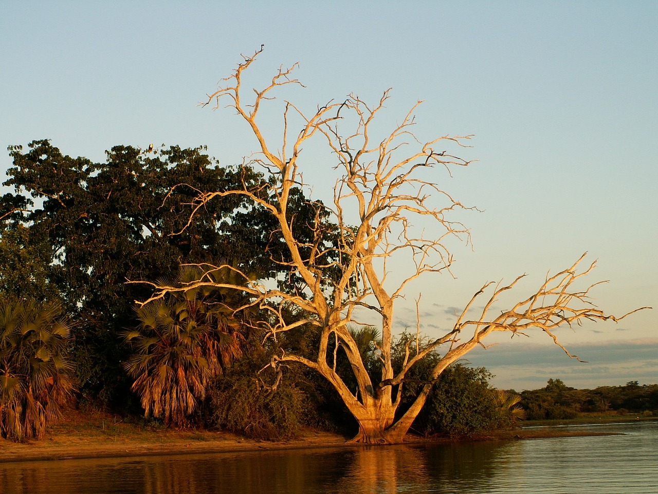 africa tree sunset free photo