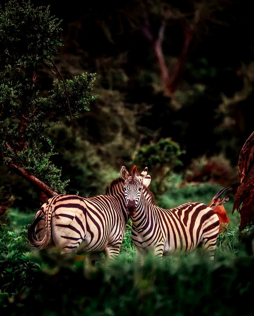 africa zebra animals free photo