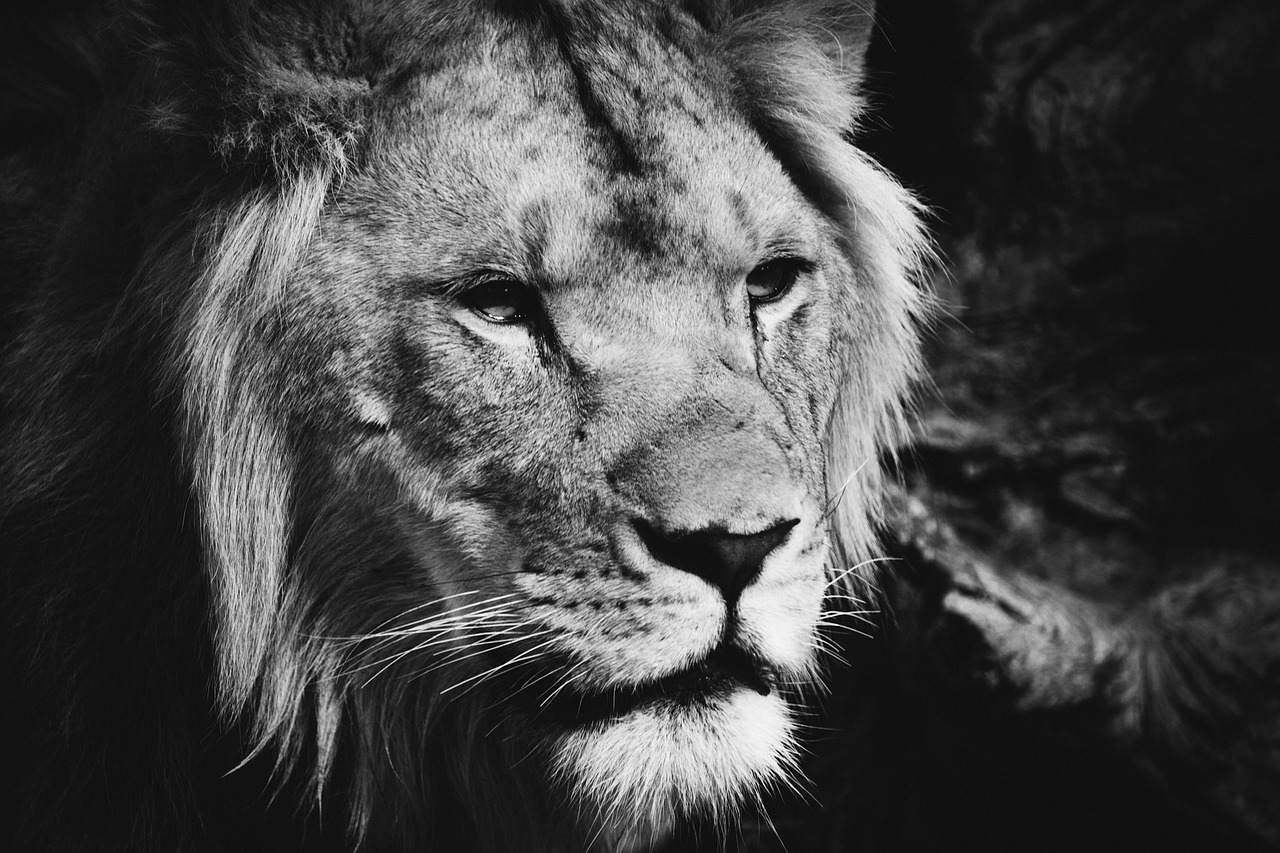 africa lion male free photo