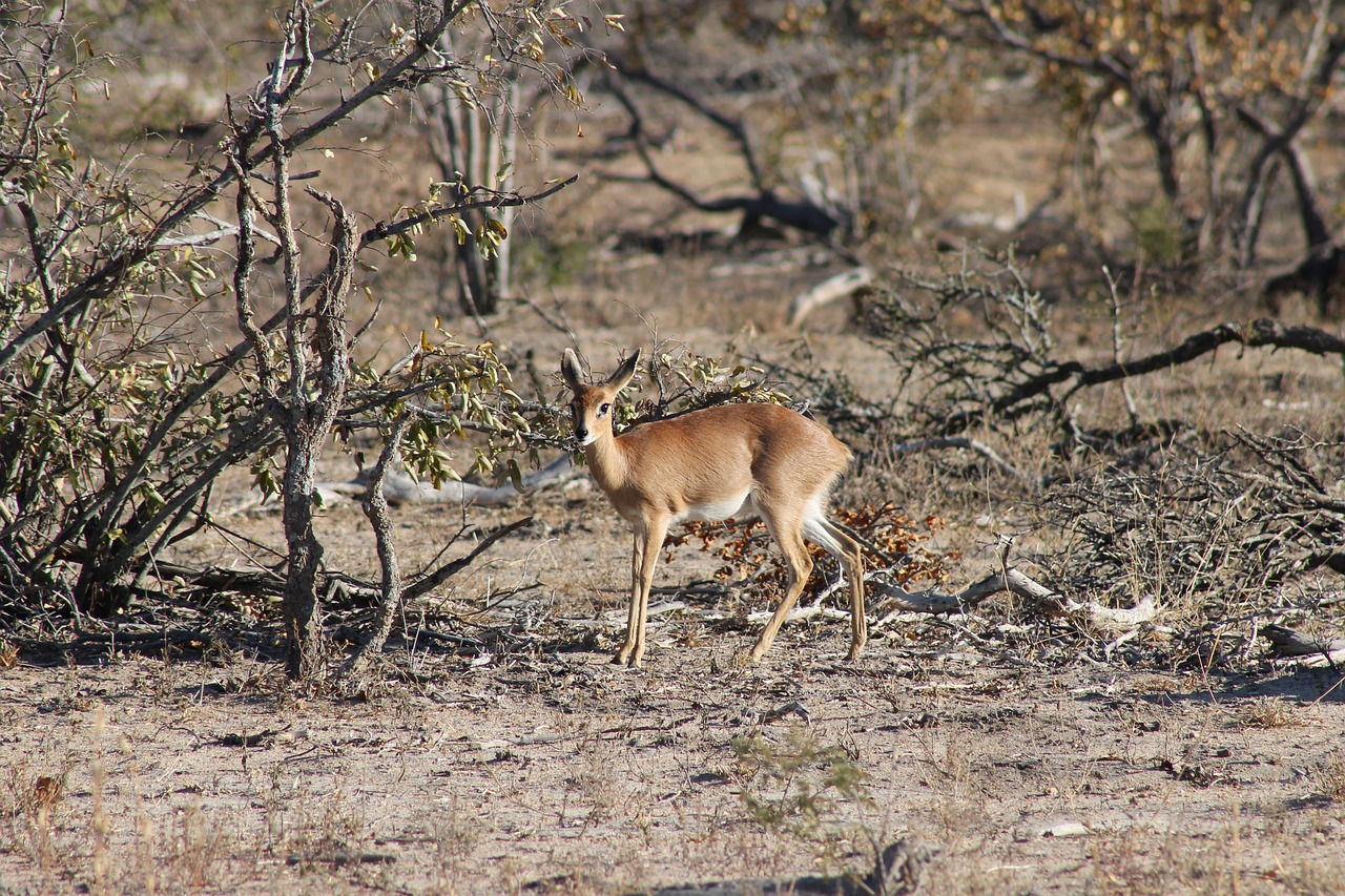 africa animal safari free photo