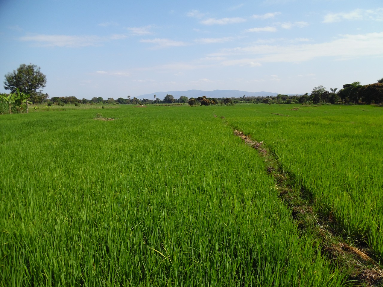 africa farming rice farming free photo