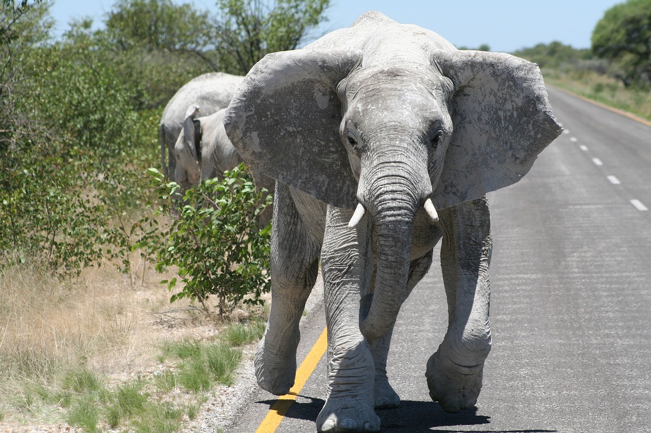 africa namibia etosha free photo