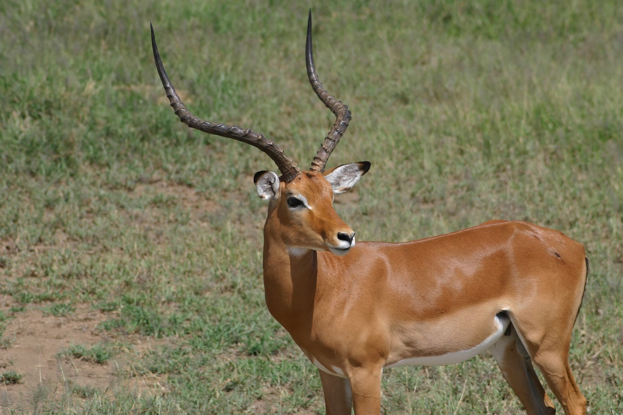 africa antelope wildlife free photo