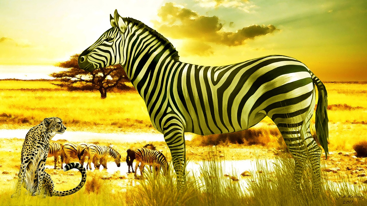 africa zebra savannah free photo