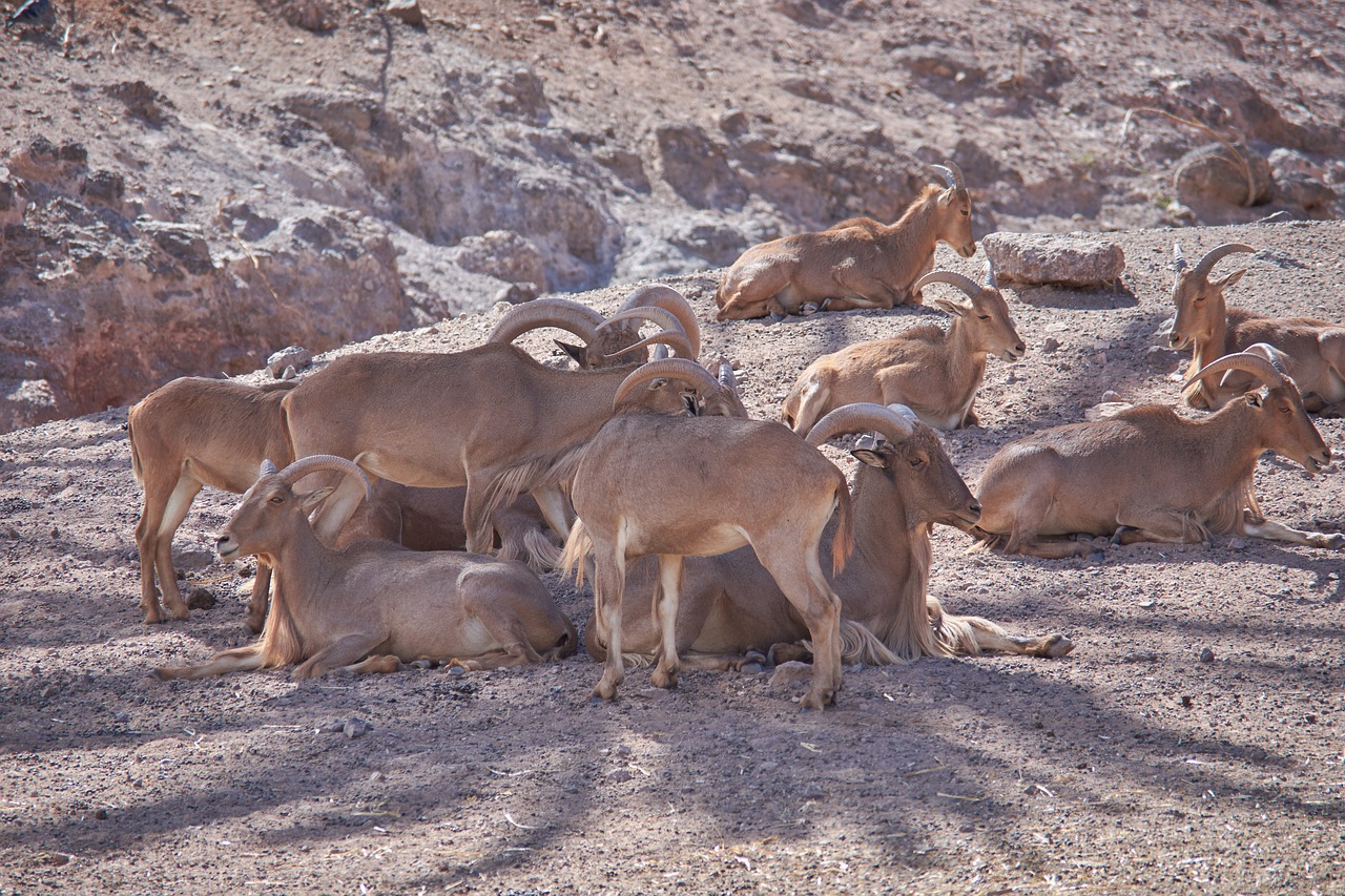 africa horns mammal free photo