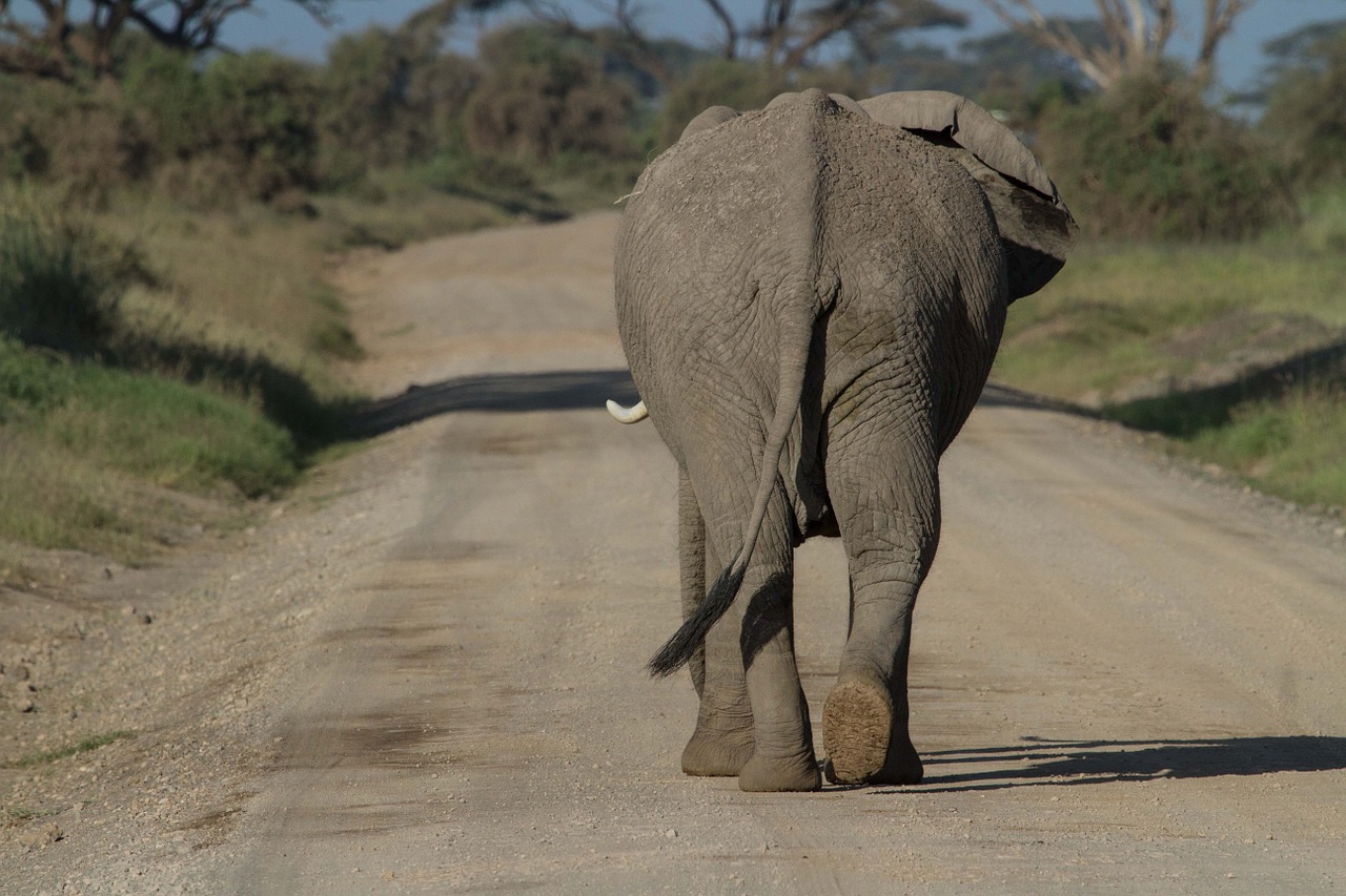 africa african bush elephant amboseli free photo