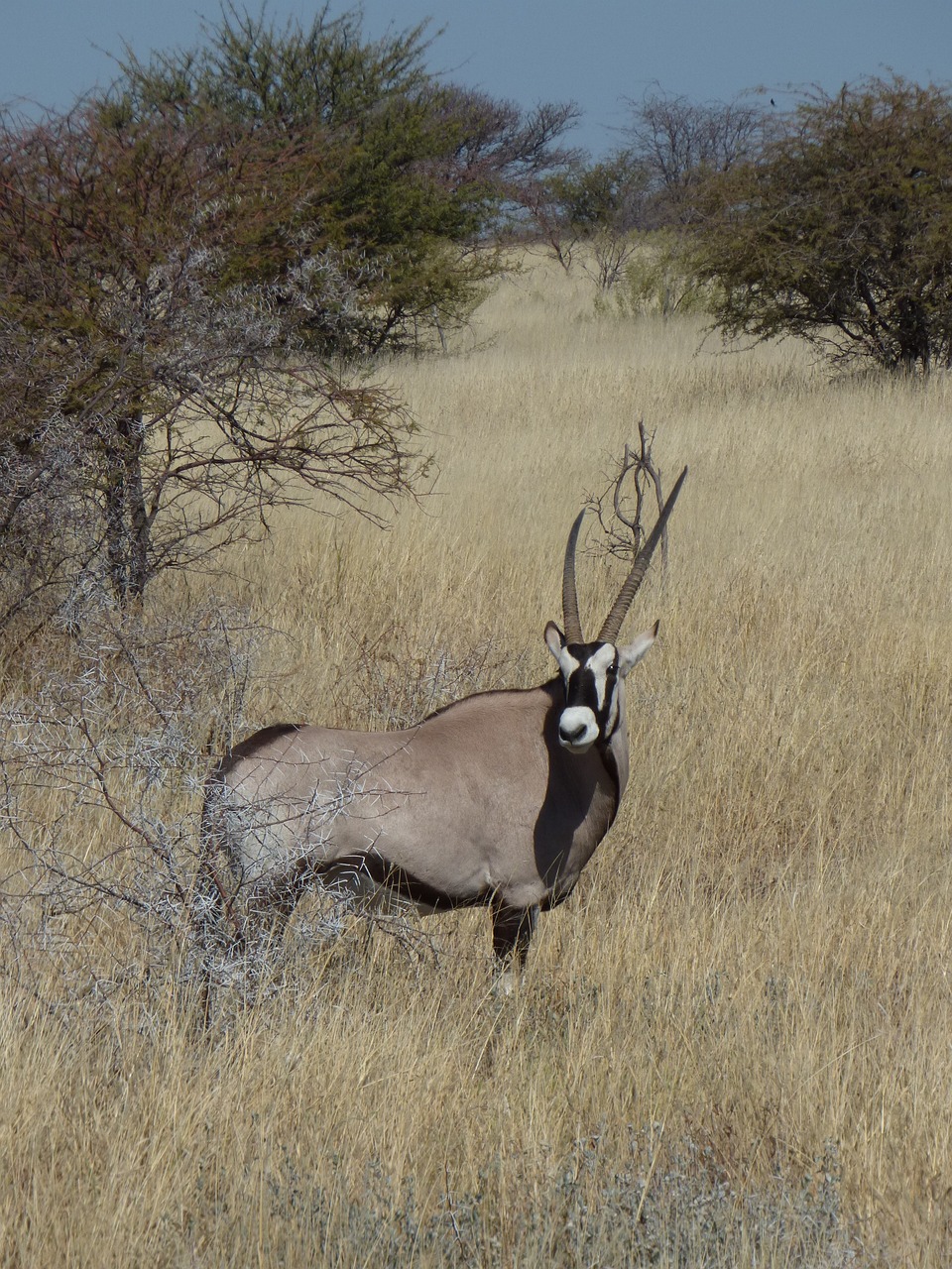 africa namibia animals free photo