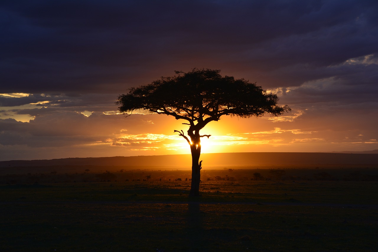 africa sunset safari free photo