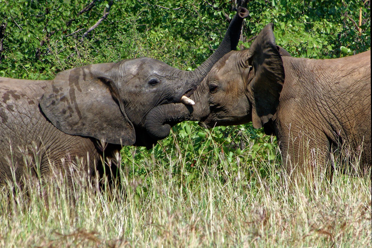 africa elephant kruger park free photo