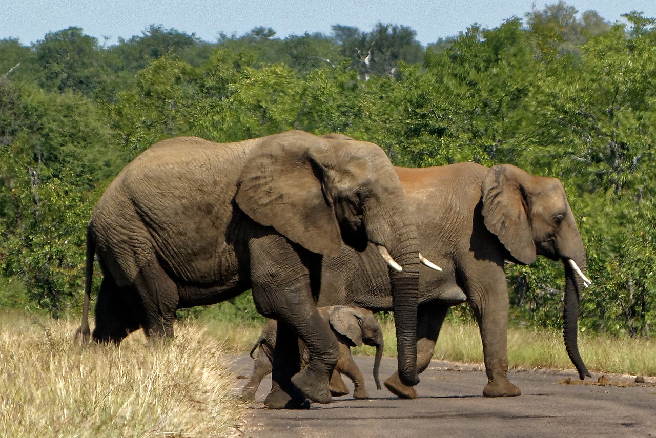 africa kruger park elephant free photo