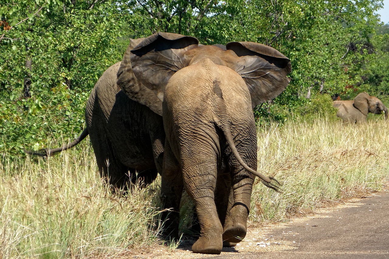 africa kruger park elephant free photo