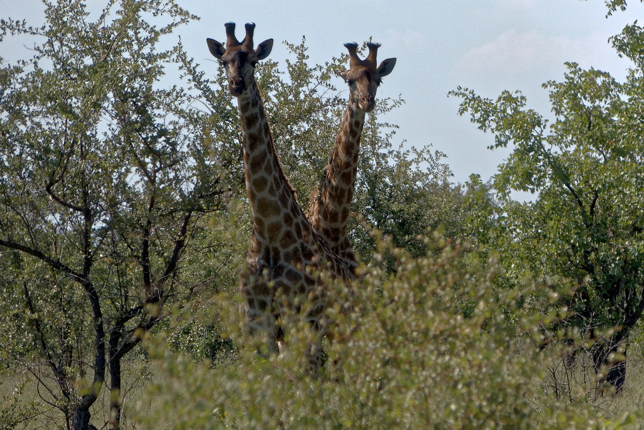 africa kruger giraffe free photo