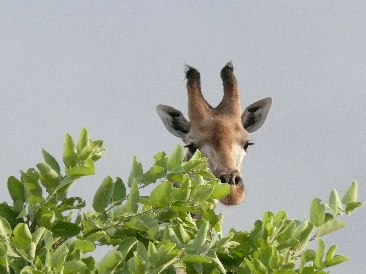 africa botswana okavango delta free photo