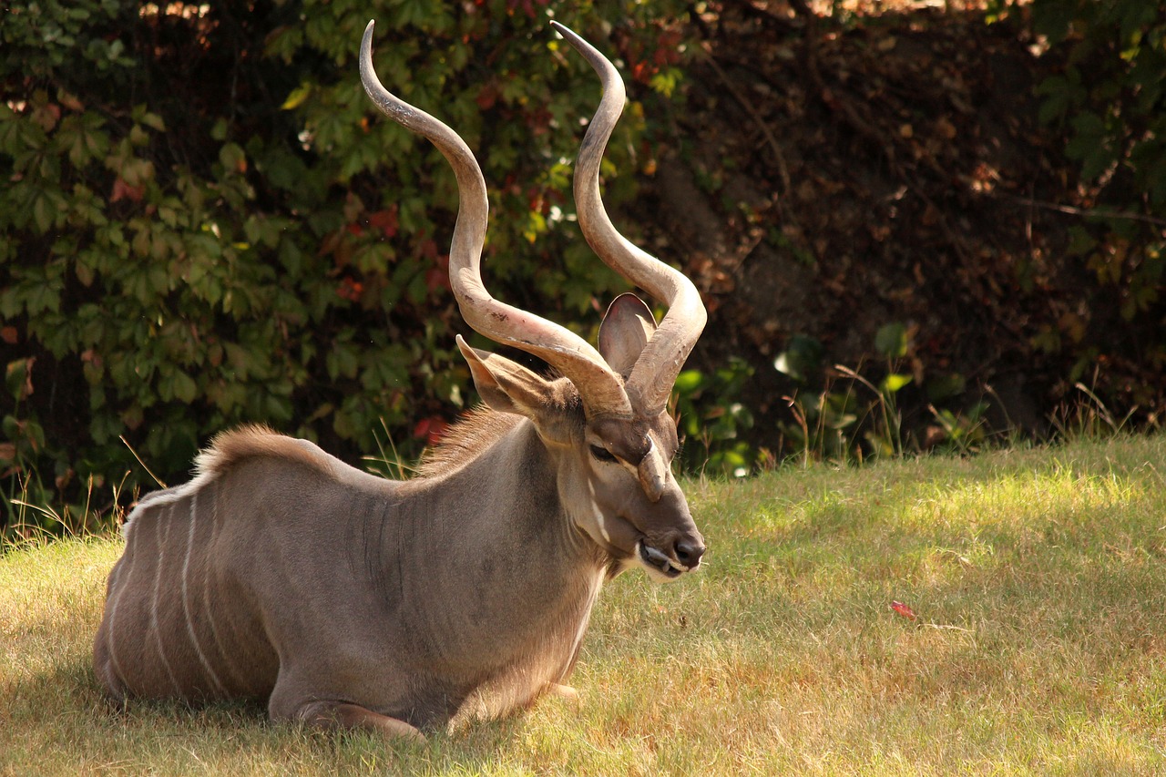 africa  horn  kudu free photo