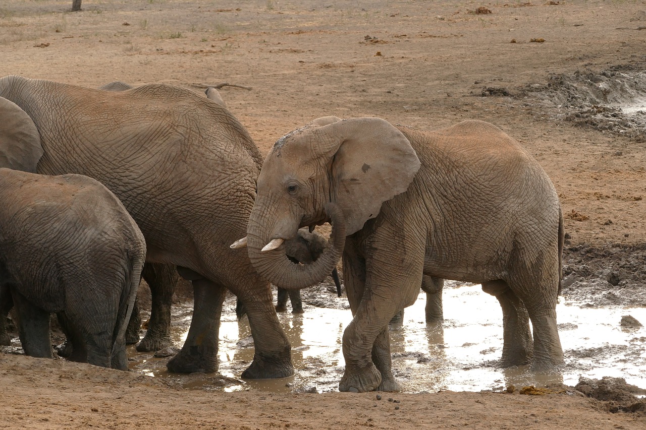 africa  elephants  safari free photo