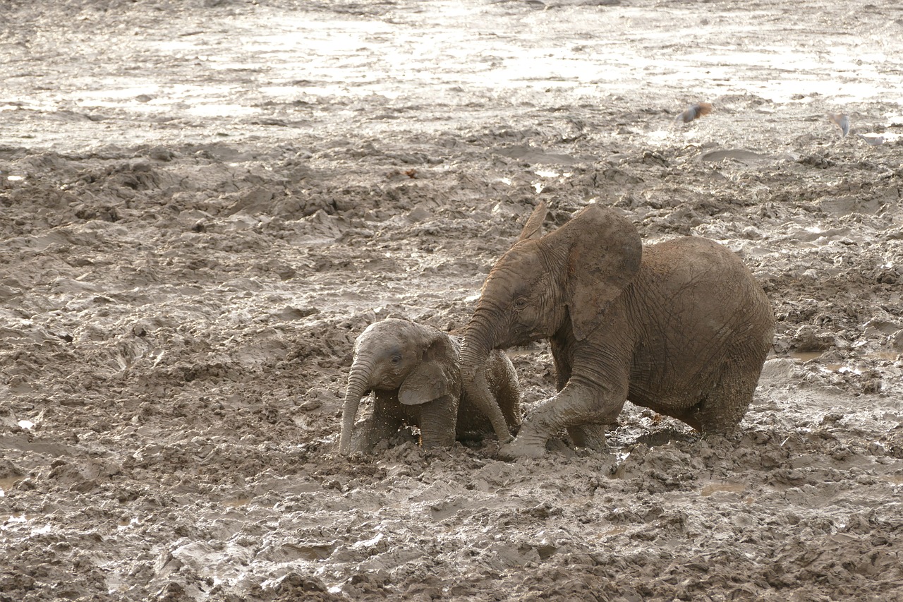 africa  elephants  safari free photo