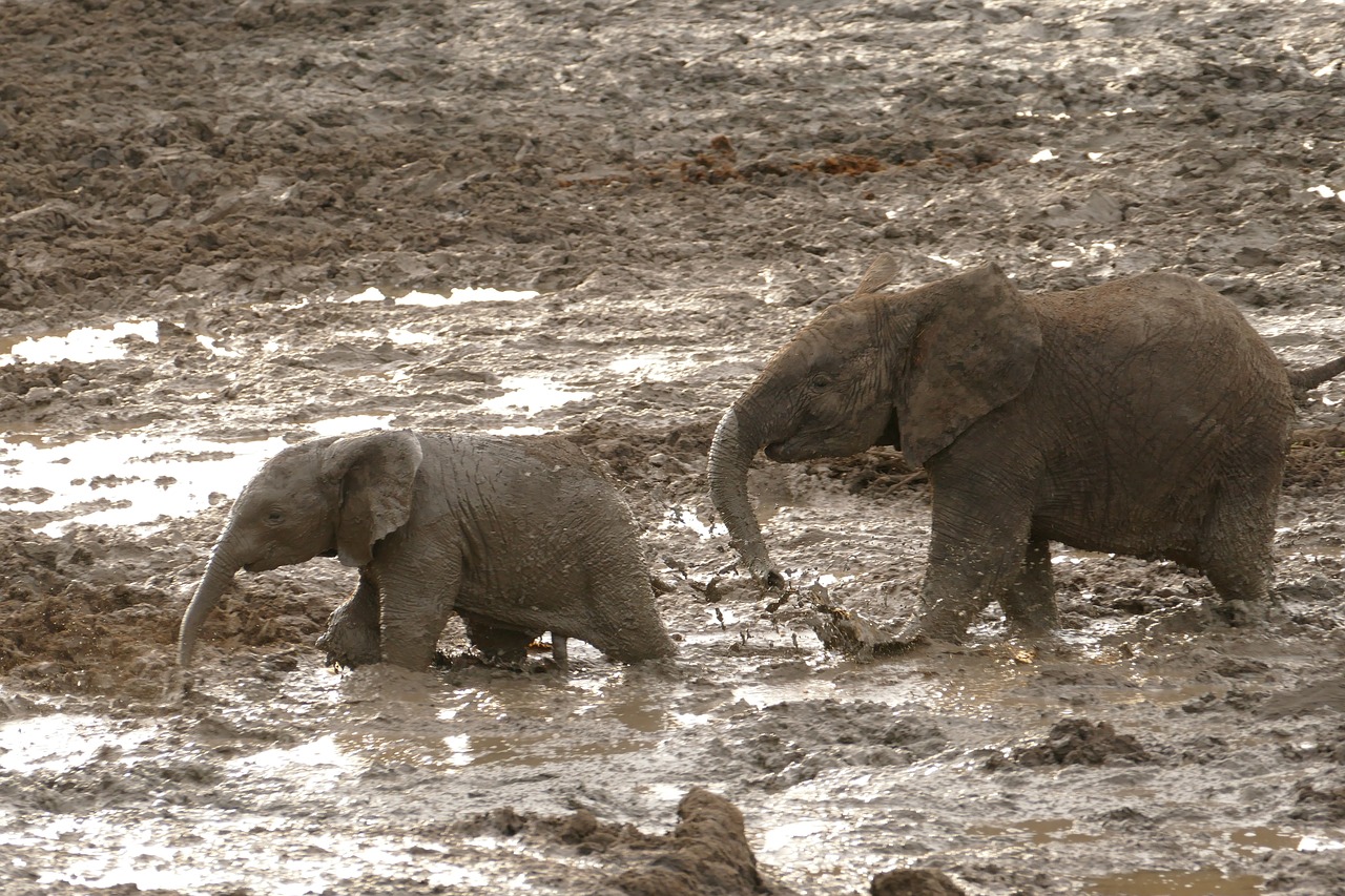 africa  elephants  safari free photo